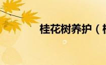 桂花树养护（桂花树怎么养）