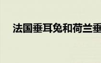 法国垂耳兔和荷兰垂耳兔（法国垂耳兔）