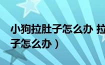 小狗拉肚子怎么办 拉的很稀 有血（小狗拉肚子怎么办）