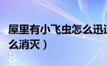 屋里有小飞虫怎么迅速消灭（屋里有小飞虫怎么消灭）