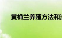 黄桷兰养殖方法和注意事项（黄桷兰）