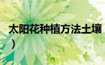 太阳花种植方法土壤（太阳花种植方法和时间）