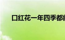 口红花一年四季都能开花吗（口红花）