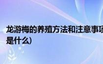 龙游梅的养殖方法和注意事项(龙游梅的养殖方法和注意事项是什么)