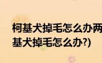 柯基犬掉毛怎么办两分钟解决你的烦恼~(柯基犬掉毛怎么办?)