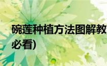 碗莲种植方法图解教程(碗莲的种植方法新手必看)