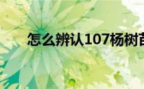 怎么辨认107杨树苗(107杨树苗特点)