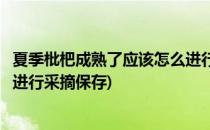 夏季枇杷成熟了应该怎么进行采摘(夏季枇杷成熟了应该怎么进行采摘保存)