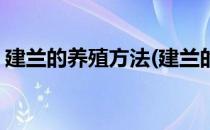 建兰的养殖方法(建兰的养殖方法和注意事项)