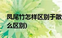 凤尾竹怎样区别于散尾葵(凤尾竹和散尾葵怎么区别)