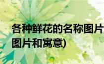 各种鲜花的名称图片及寓意之三(各种鲜花的图片和寓意)