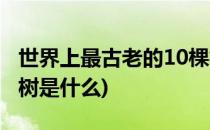 世界上最古老的10棵树(世界上最古老的10棵树是什么)