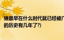 猪最早在什么时代就已经被广泛养殖蚂蚁新村答案(人类养猪的历史有几年了?)