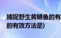 捕捉野生黄鳝鱼的有效方法(捕捉野生黄鳝鱼的有效方法是)