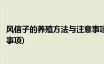 风信子的养殖方法与注意事项(土培风信子的养殖方法与注意事项)