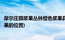 摩尔庄园浆果丛林橙色浆果具体位置在哪里(摩尔庄园橙色浆果的位置)