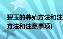 碧玉的养殖方法和注意事项(紫边碧玉的养殖方法和注意事项)