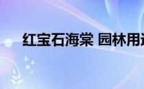 红宝石海棠 园林用途(红宝石海棠介绍)