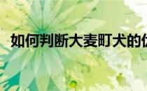 如何判断大麦町犬的优劣(大麦町犬怎么样)