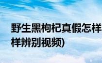 野生黑枸杞真假怎样辨别(野生黑枸杞真假怎样辨别视频)