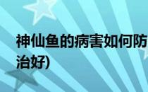 神仙鱼的病害如何防治(神仙鱼的病害如何防治好)