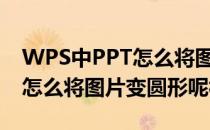 WPS中PPT怎么将图片变圆形呢(wps中ppt怎么将图片变圆形呢视频)