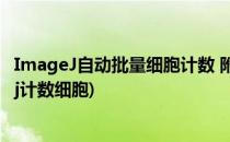 ImageJ自动批量细胞计数 附批量处理的方法(怎么用imagej计数细胞)