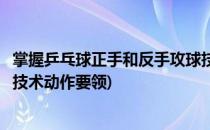 掌握乒乓球正手和反手攻球技术练习方法(乒乓球正反手击球技术动作要领)