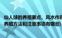 仙人球的养殖要点、风水作用、常见问题经验大全(仙人球的养殖方法和注意事项有哪些)