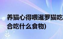 养猫心得喂暹罗猫吃什么食物最好(暹罗猫适合吃什么食物)