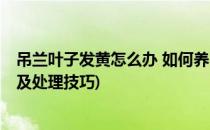 吊兰叶子发黄怎么办 如何养吊兰(吊兰叶子发黄怎么办:原因及处理技巧)