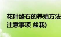 花叶络石的养殖方法(花叶络石的养殖方法和注意事项 盆栽)