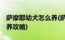 萨摩耶幼犬怎么养(萨摩耶幼犬怎么养,萨摩喂养攻略)