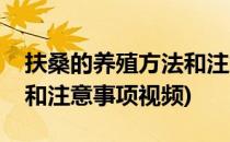 扶桑的养殖方法和注意事项(扶桑的养殖方法和注意事项视频)