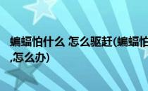 蝙蝠怕什么 怎么驱赶(蝙蝠怕什么 怎么驱赶,为什么越来越多,怎么办)