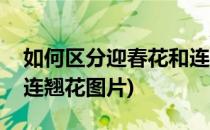 如何区分迎春花和连翘花(如何区分迎春花和连翘花图片)