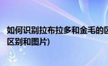 如何识别拉布拉多和金毛的区别(如何识别拉布拉多和金毛的区别和图片)