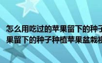 怎么用吃过的苹果留下的种子种植苹果盆栽(怎么用吃过的苹果留下的种子种植苹果盆栽视频)