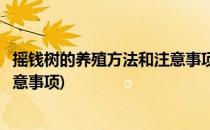 摇钱树的养殖方法和注意事项(仙人掌摇钱树的养殖方法和注意事项)