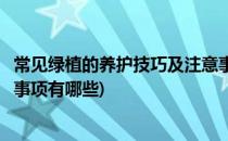 常见绿植的养护技巧及注意事项(常见绿植的养护技巧及注意事项有哪些)