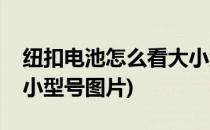 纽扣电池怎么看大小型号(纽扣电池怎么看大小型号图片)