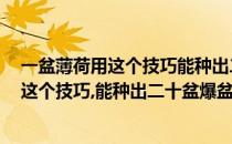 一盆薄荷用这个技巧能种出二十盆爆盆的薄荷(一盆薄荷,用这个技巧,能种出二十盆爆盆的薄荷花)