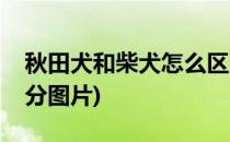 秋田犬和柴犬怎么区分(秋田犬和柴犬怎么区分图片)