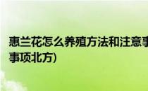 惠兰花怎么养殖方法和注意事项(惠兰花怎么养殖方法和注意事项北方)