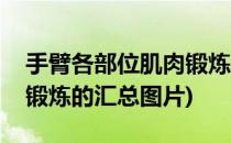 手臂各部位肌肉锻炼的汇总(手臂各部位肌肉锻炼的汇总图片)