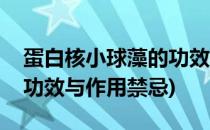 蛋白核小球藻的功效与作用(蛋白核小球藻的功效与作用禁忌)