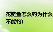 花鲢鱼怎么钓为什么钓不到花鲢(花鲢为什么不能钓)