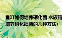 鱼缸如何培养硝化菌 水族箱养鱼如何培养硝化菌(鱼缸如何培养硝化细菌的几种方法)