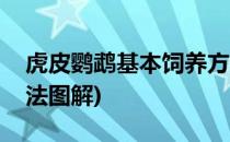 虎皮鹦鹉基本饲养方法(虎皮鹦鹉基本饲养方法图解)