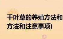 千叶草的养殖方法和注意事项(千叶草的养殖方法和注意事项)